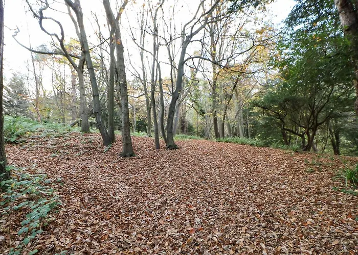 Primrose Saltburn-by-the-Sea